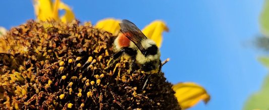 Bumble Bees of Lethbridge — Oldman Watershed Council
